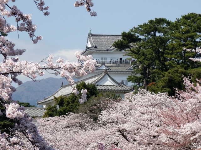 神奈川県『小田原城』を120％楽しむ観光ガイド（写真スポット・アクセス・スタンプ・駐車場）を徹底紹介